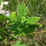 Teucrium canadense Blatt