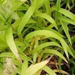 Chasmanthium latifolium Blatt