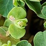 Euphorbia serpens 花