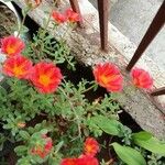 Portulaca grandiflora Blatt