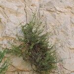 Penstemon baccharifolius عادت داشتن