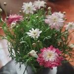 Argyranthemum frutescens花