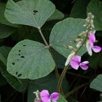 Neustanthus phaseoloides पत्ता