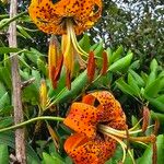 Lilium superbumFlower