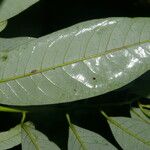 Virola multiflora Leaf
