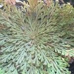 Selaginella lepidophylla Лист