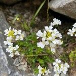 Arabis ferdinandi-coburgii Květ