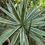 Agave angustifolia Leaf