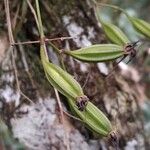 Angraecum calceolus फल