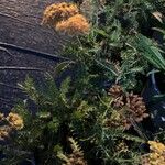 Achillea tomentosa Blad