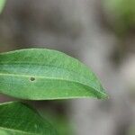 Agarista salicifolia Leaf