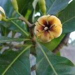 Genipa americana Цвят