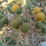 Solanum erianthum Meyve