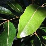 Aglaia elaeagnoidea Deilen