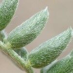 Oxytropis campestris Hoja