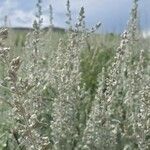 Artemisia ludoviciana Flower