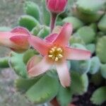 Cotyledon tomentosa Flor