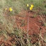 Cochlospermum regium عادت