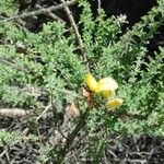 Adenocarpus foliolosus Цвят