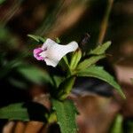 Linderniella nana Flor