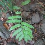 Blechnum cordatum Leaf