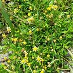 Acmella decumbens Costuma