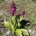 Himantoglossum robertianum Flower