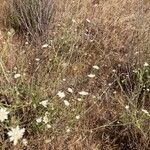 Lomelosia rutifolia Blüte