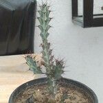 Euphorbia greenwayi Corteza
