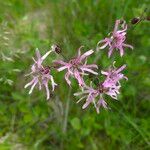 Silene flos-cuculi Flor