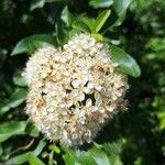 Pyracantha coccineaFlor