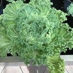 Brassica oleraceaLeaf