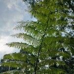 Cyathea arboreaLeaf