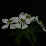 Anemonastrum polyanthes Natur