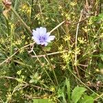 Cichorium pumilumŽiedas