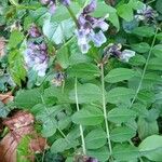 Vicia sepium Хабит