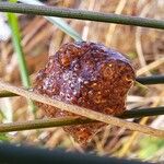 Juncus conglomeratus Fruit