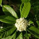Pittosporum cherrieri Flower