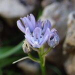 Scilla verna 花