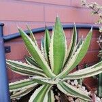 Agave univittata Λουλούδι