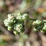 Chenopodium vulvaria Квітка