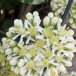 Sedum sediforme Flower