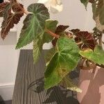 Begonia pendula List