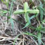 Dactyloctenium aegyptiumFlower