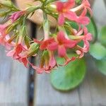 Kalanchoe crenataফুল