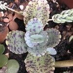 Kalanchoe marmorata Листок