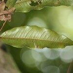 Syzygium cymosum Leaf