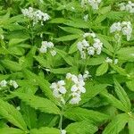 Cardamine heptaphylla ഇല