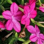Nicotiana alata പുഷ്പം