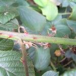 Rubus polyanthemus Bark